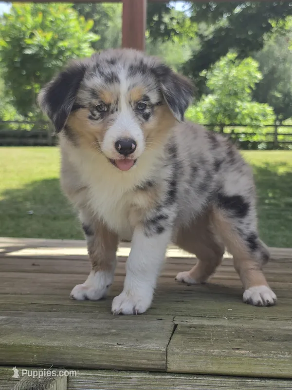 Zeke – Australian Shepherd puppy for sale in Beach City, OH
