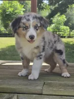 Zeke, a male Australian Shepherd for sale in Beach City, OH – 1 of 3