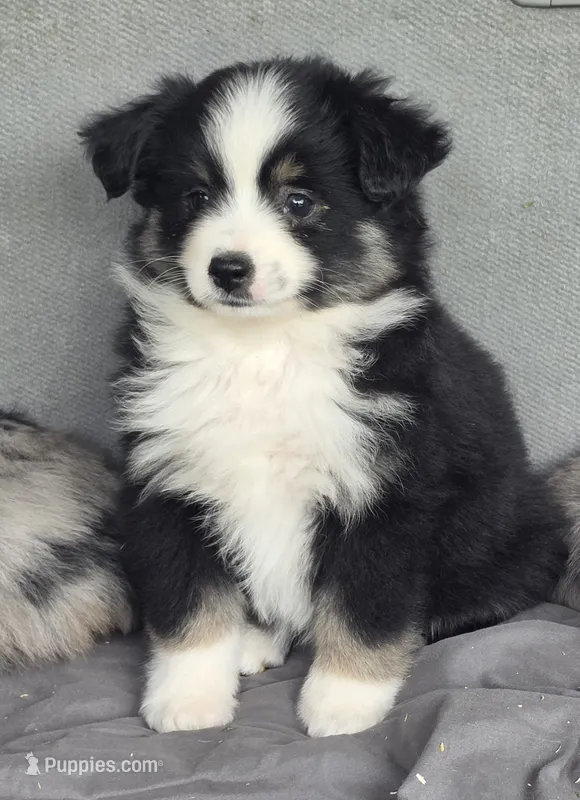 Casey – Miniature Australian Shepherd puppy for sale in Beach City, OH