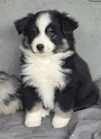 Casey, a male Miniature Australian Shepherd for sale in Beach City, OH – 1 of 1