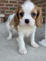 Mo, a male Cavalier King Charles Spaniel for sale in Beach City, OH – 1 of 3