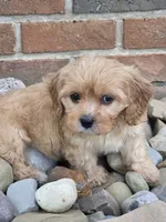 Ollie, a female Cavapoo for sale in Beach City, OH – 4 of 4