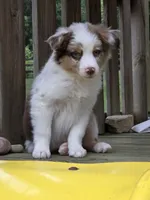 Rudy, a male Australian Shepherd for sale in Beach City, OH – 2 of 4