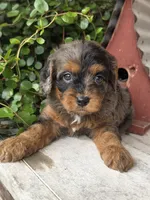 Bella, a male Cavalier King Charles Spaniel for sale in Beach City, OH – 2 of 5