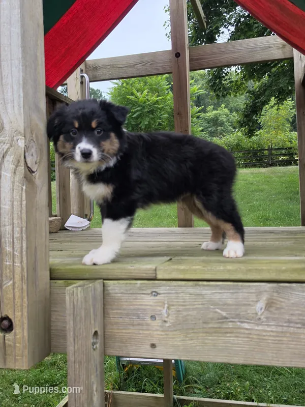 Luke – Australian Shepherd puppy for sale in Beach City, OH