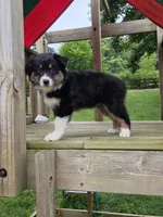 Luke, a male Australian Shepherd for sale in Beach City, OH – 1 of 1