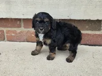 Rio, a male Cavalier King Charles Spaniel for sale in Beach City, OH – 3 of 3