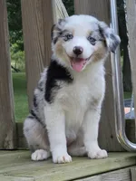 Skylar, a female Australian Shepherd for sale in Beach City, OH – 2 of 2