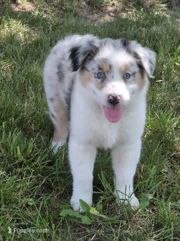 Lexi – Australian Shepherd puppy for sale in Beach City, OH