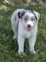 Lexi, a female Australian Shepherd for sale in Beach City, OH – 1 of 1