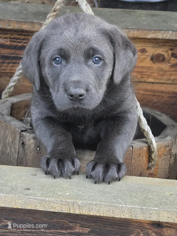Prince – Labrador Retriever puppy for sale in Beach City, OH
