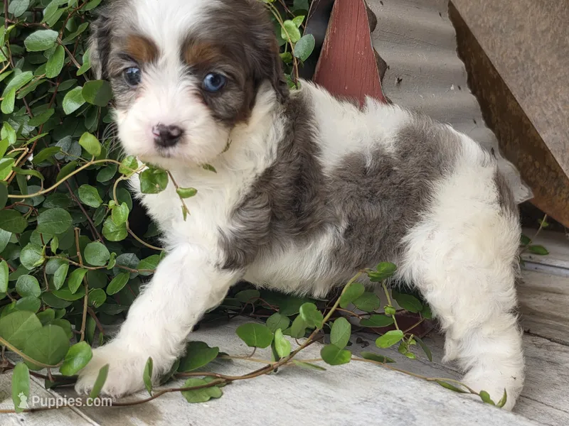 Maggie – Cavalier King Charles Spaniel puppy for sale in Beach City, OH