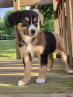 Lucy, a female Australian Shepherd for sale in Beach City, OH – 1 of 1
