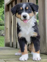 Luke, a male Australian Shepherd for sale in Beach City, OH – 1 of 1