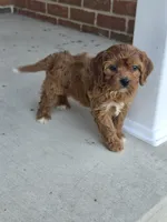 Ruby, a female Cavapoo for sale in Beach City, OH – 2 of 3