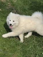 Marshmallow, a female Samoyed for sale in Beach City, OH – Photo 2 of 4