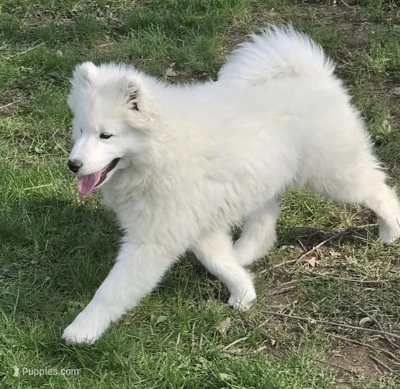 Marshmallow – Samoyed puppy for sale in Beach City, OH