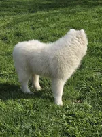 Marshmallow, a female Samoyed for sale in Beach City, OH – Photo 3 of 4