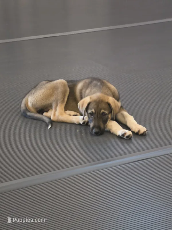 Duke – Anatolian Shepherd Dog, Great Pyrenees puppy for sale in Beach City, OH