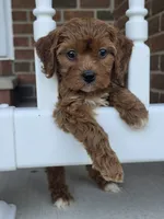 Ruby, a female Cavapoo for sale in Beach City, OH – 1 of 3