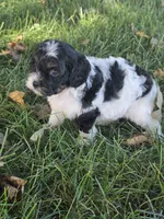 Beau, a male Cavapoo for sale in Beach City, OH – 2 of 3