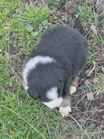 Willow, a female Australian Shepherd for sale in Beach City, OH – Photo 6 of 6