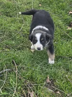Willow, a female Australian Shepherd for sale in Beach City, OH – Photo 3 of 6