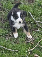 Willow, a female Australian Shepherd for sale in Beach City, OH – Photo 1 of 6