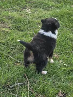 Willow, a female Australian Shepherd for sale in Beach City, OH – Photo 2 of 6