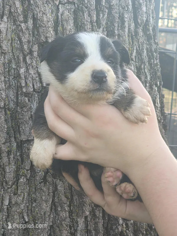 Willow – Australian Shepherd puppy for sale in Beach City, OH