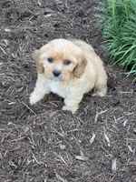Ollie, a female Cavapoo for sale in Beach City, OH – 3 of 4