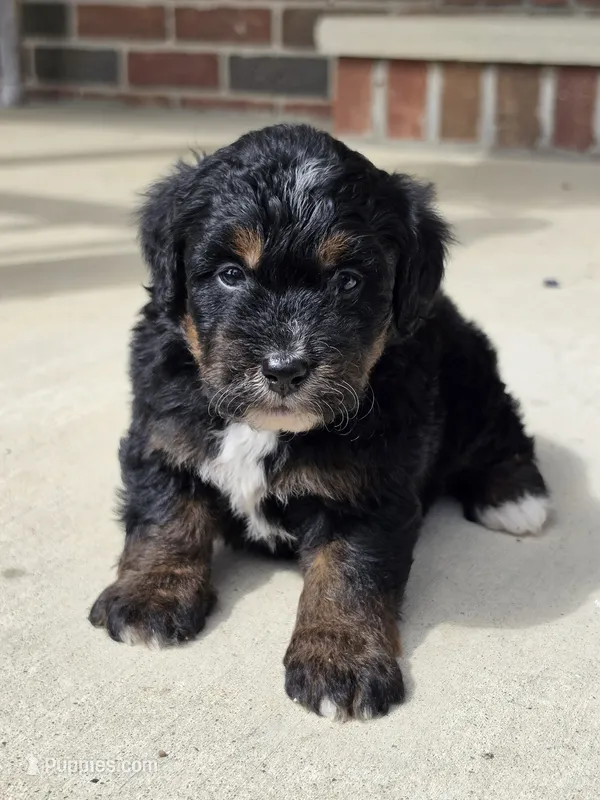 Winnie – Miniature Bernedoodle puppy for sale in Beach City, OH