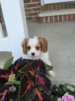 Teddy, a male Cavalier King Charles Spaniel for sale in Beach City, OH – 3 of 5
