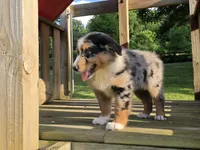 Zoey, a female Australian Shepherd for sale in Beach City, OH – 2 of 3