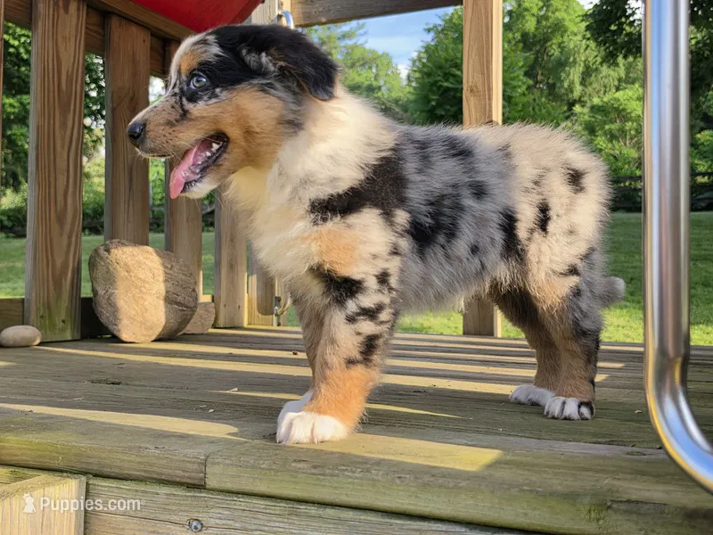 Zoey – Australian Shepherd puppy for sale in Beach City, OH