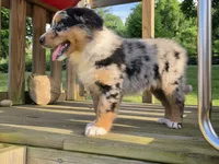 Zoey, a female Australian Shepherd for sale in Beach City, OH – 1 of 3