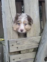 Beau, a male Australian Shepherd for sale in Beach City, OH – Photo 3 of 3
