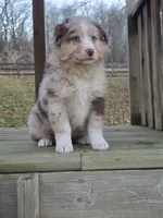 Beau, a male Australian Shepherd for sale in Beach City, OH – Photo 1 of 3