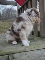 Beau, a male Australian Shepherd for sale in Beach City, OH – Photo 2 of 3