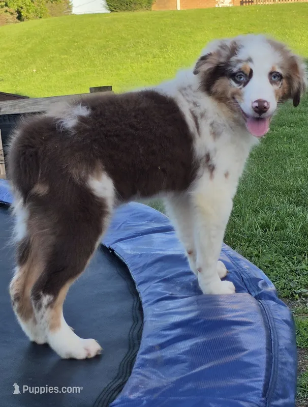 Rudy – Australian Shepherd puppy for sale in Beach City, OH