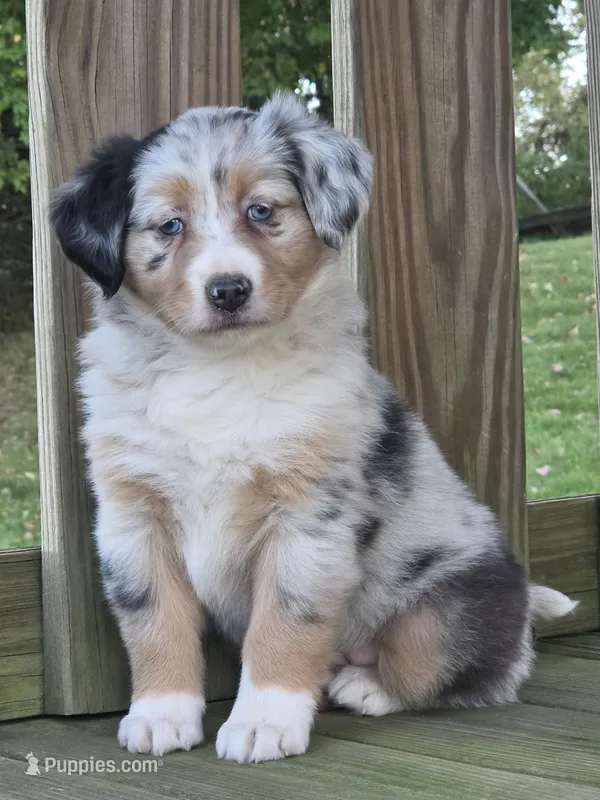 Ava – Australian Shepherd puppy for sale in Beach City, OH