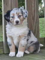 Ava, a female Australian Shepherd for sale in Beach City, OH – 1 of 4