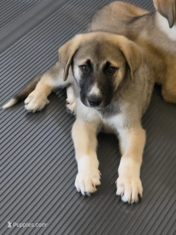 Max – Anatolian Shepherd Dog, Great Pyrenees puppy for sale in Beach City, OH
