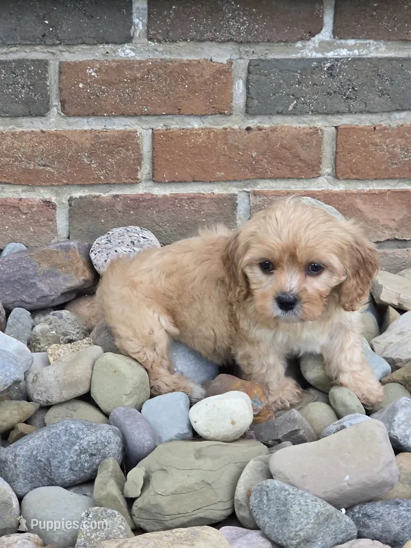 Ollie – Cavapoo puppy for sale in Beach City, OH