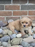 Ollie, a female Cavapoo for sale in Beach City, OH – 1 of 4