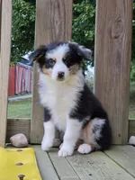 Axel, a male Australian Shepherd for sale in Beach City, OH – 1 of 2