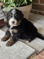 Harper, a female Miniature Bernedoodle for sale in Beach City, OH – 4 of 4