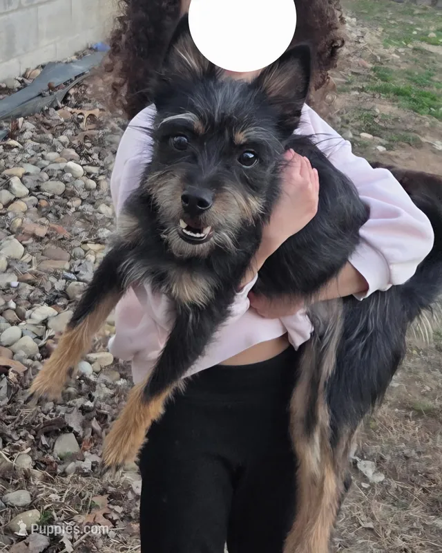 Zen, a male Yorkshire Terrier for sale in Beach City, OH – 1 of 2