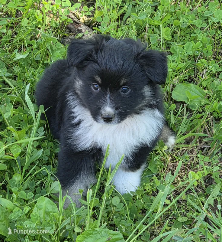 Shep – Miniature Australian Shepherd puppy for sale in Beach City, OH
