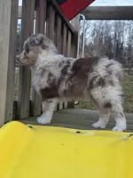 Asher, a male Australian Shepherd for sale in Beach City, OH – Photo 1 of 2